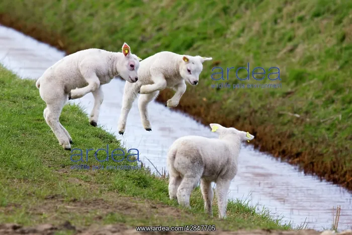 : Lambs jumping : Lambs jumping