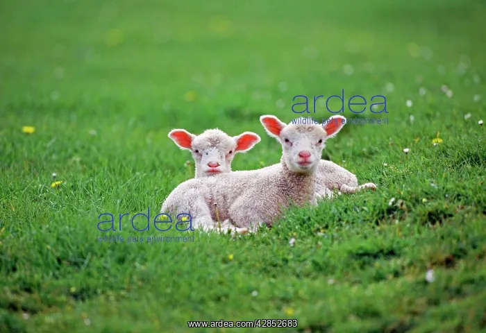 : LAMBS - two lambs in field : LAMBS - two lambs in field