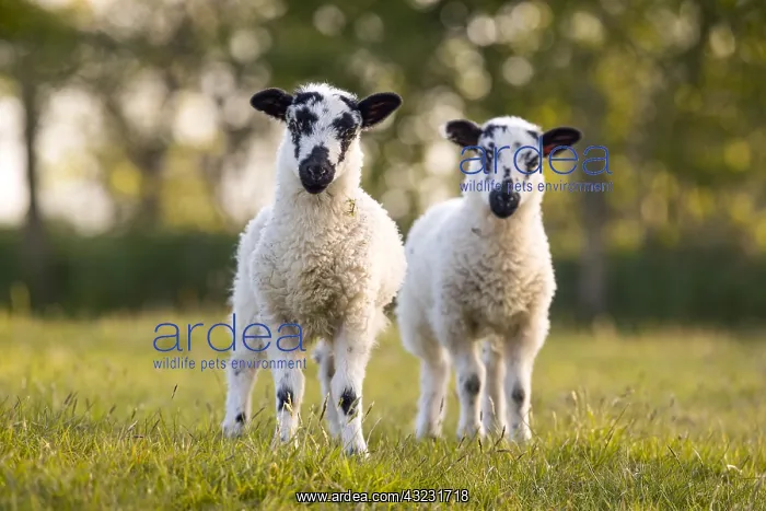  : Lambs - Lancashire - UK