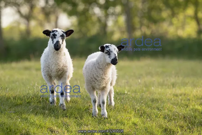  : Lambs - Lancashire - UK
