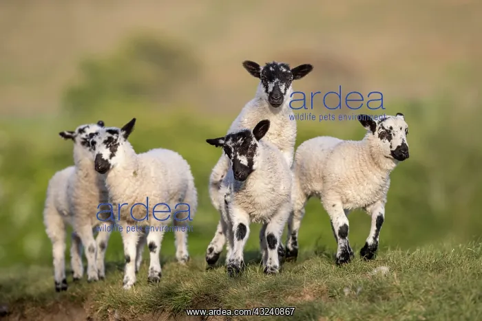  : Lambs - Lancashire - UK