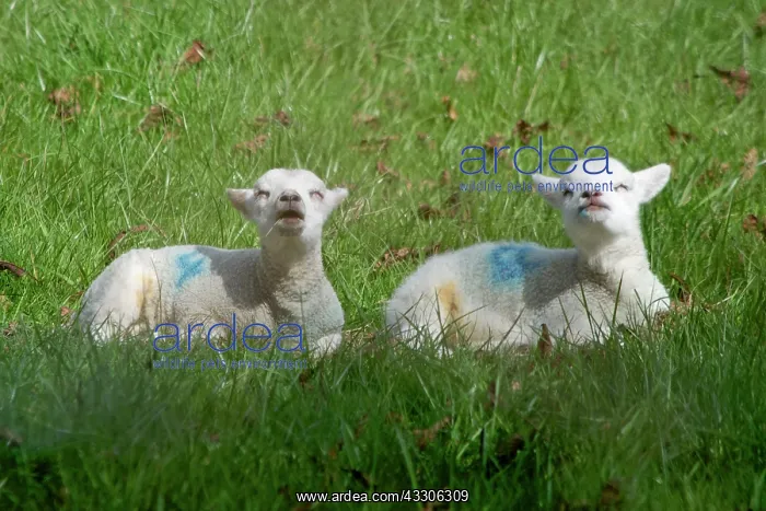 : Lambs - lying down feeling warmth of sun : Lambs - lying down feeling warmth of sun