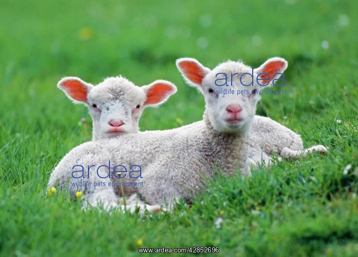  : LAMBS - two lying down in field