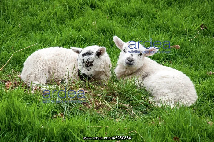 : Lambs lying in the grass - England UK : Lambs lying in the grass - England UK