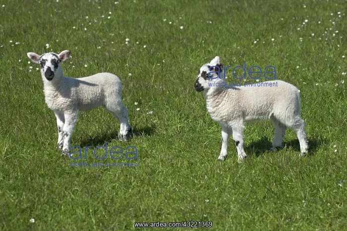  : Lambs, Northumberland, England