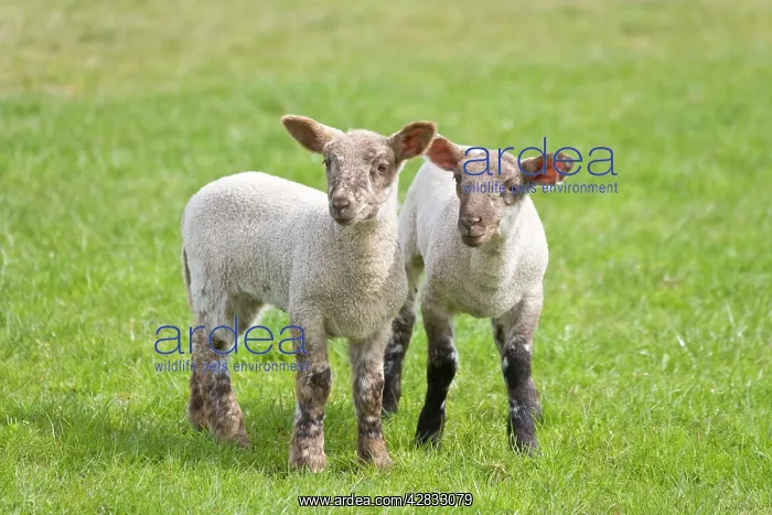  : Lambs - Peak District Derbyshire UK