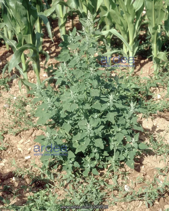 : Lamb's Quarters in flower : Lamb's Quarters in flower