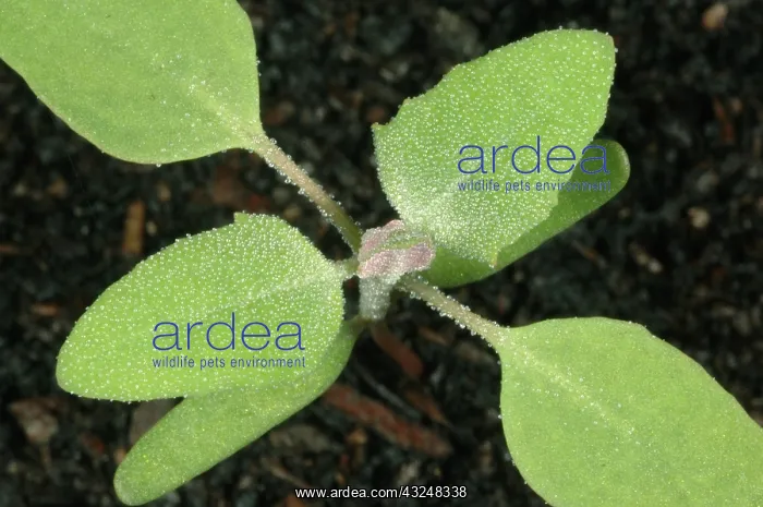 : Lamb's quarters seedling : Lamb's quarters seedling