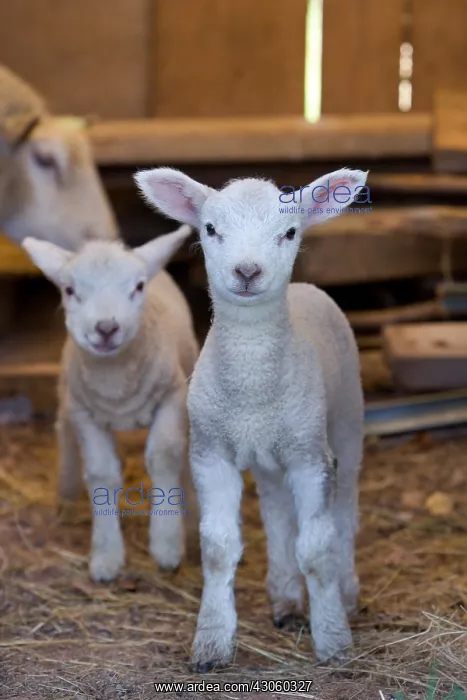  : Lambs in a sheep Franche-Comte France