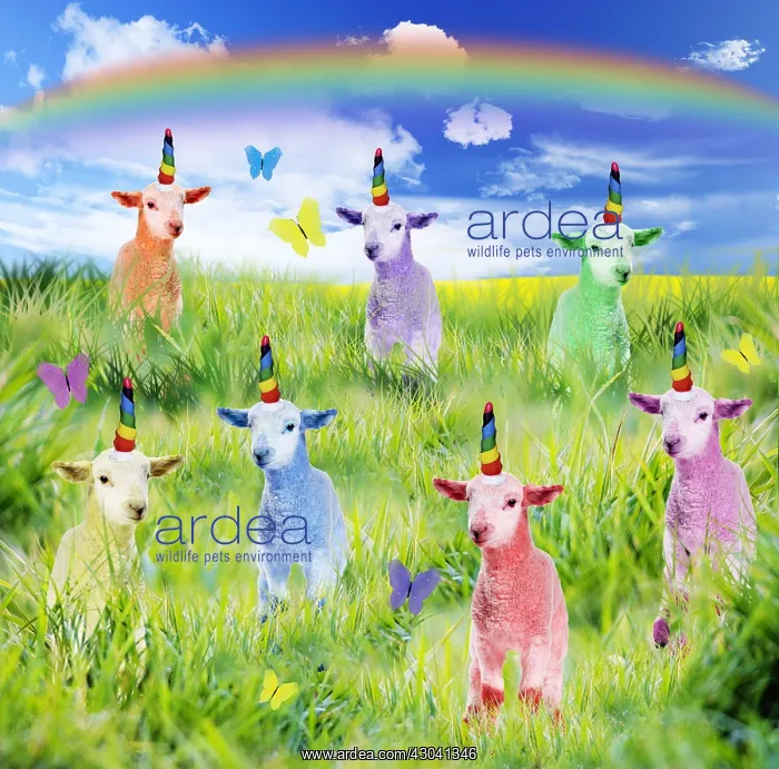 : Lambs, spring scene with Butterflies and rainbow : Lambs, spring scene with Butterflies and rainbow