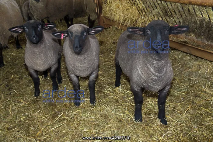 : Lambs in winter stall : Lambs in winter stall