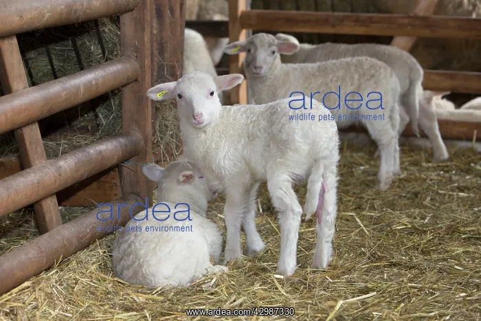 : Lambs in winter stall : Lambs in winter stall