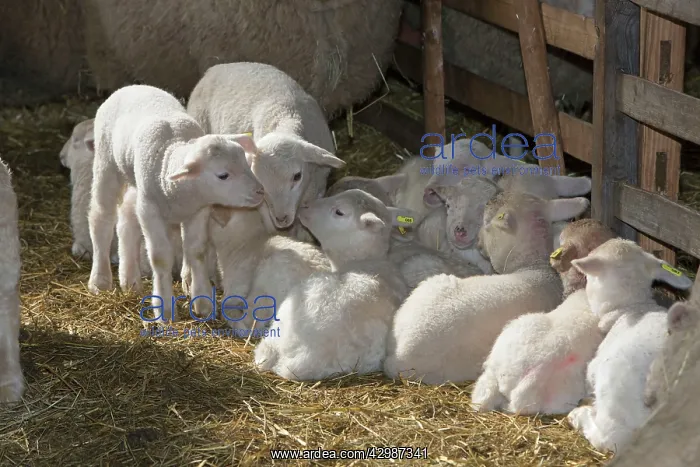 : Lambs in winter stall : Lambs in winter stall
