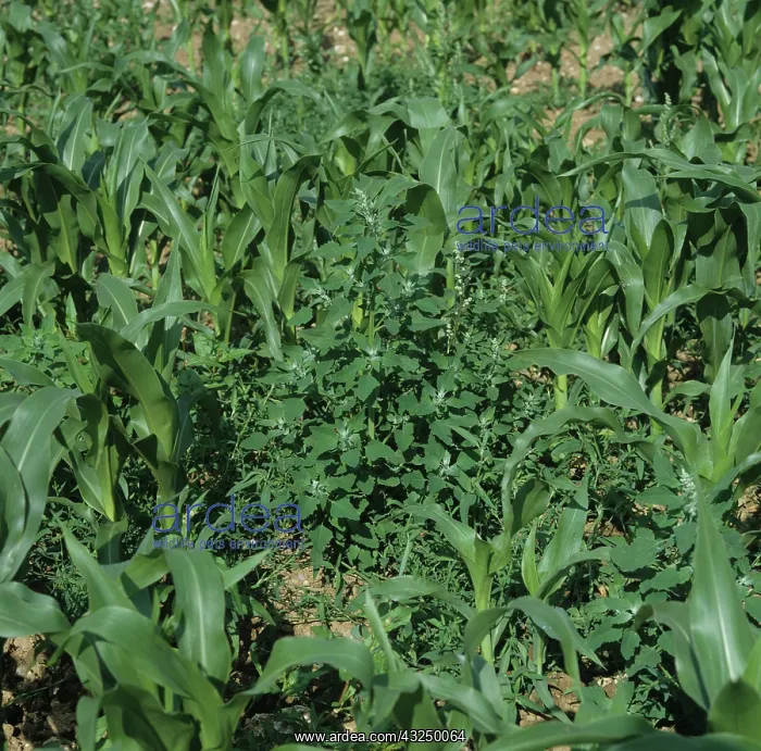 : Lambsquarters in Corn crop : Lambsquarters in Corn crop