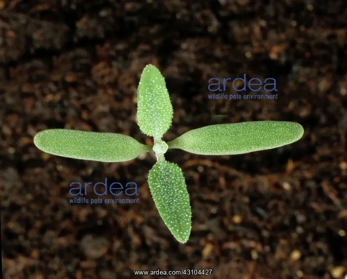 : Lambsquarters Seedling : Lambsquarters Seedling