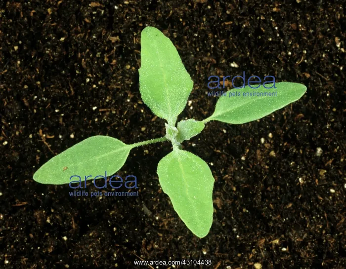 : Lambsquarters Seedling : Lambsquarters Seedling
