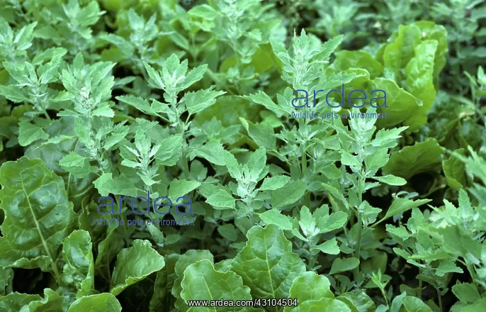 : Lambsquarters in Sugar Beets : Lambsquarters in Sugar Beets