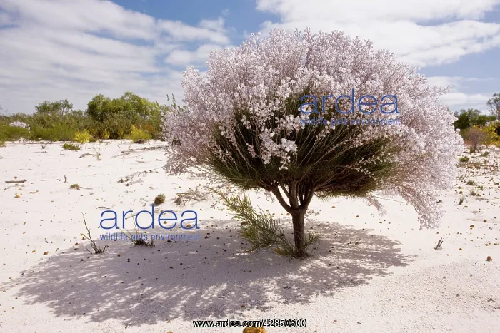 : Lambswool Bush - growing on sand in Kwongan heath : Lambswool Bush - growing on sand in Kwongan heath