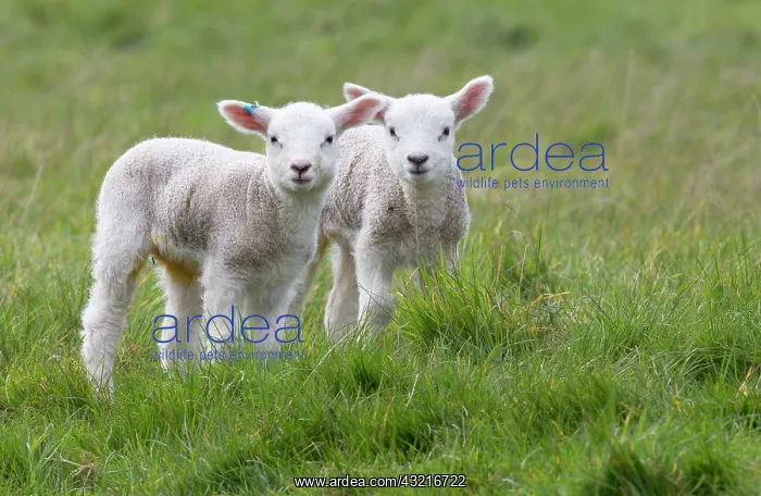 : Lambx standing in a meadow in spring - GB : Lambx standing in a meadow in spring - GB