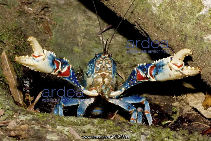 : Lamington spiny crayfish : Lamington spiny crayfish