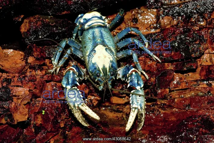 : Lamington spinycrayfish : Lamington spinycrayfish