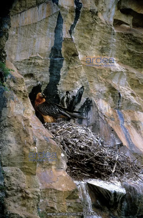 : Lammergeier - adult at nest : Lammergeier - adult at nest