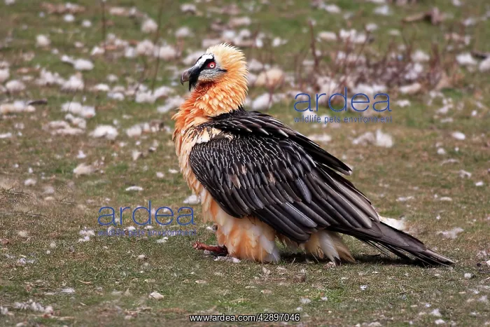: Lammergeier / Bearded Vulture : Lammergeier / Bearded Vulture