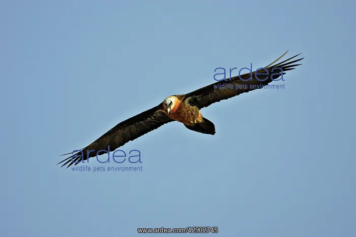 : Lammergeier / Bearded Vulture : Lammergeier / Bearded Vulture
