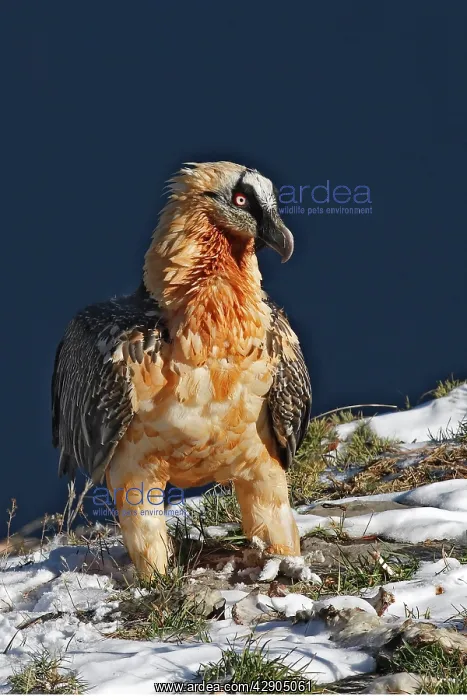 : Lammergeier / Bearded Vulture : Lammergeier / Bearded Vulture