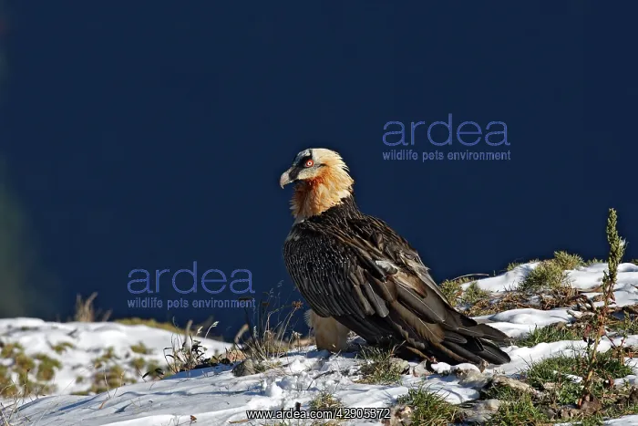 : Lammergeier / Bearded Vulture : Lammergeier / Bearded Vulture