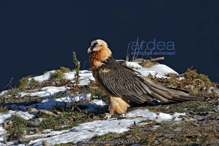 : Lammergeier / Bearded Vulture : Lammergeier / Bearded Vulture