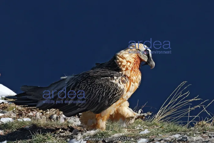 : Lammergeier / Bearded Vulture : Lammergeier / Bearded Vulture