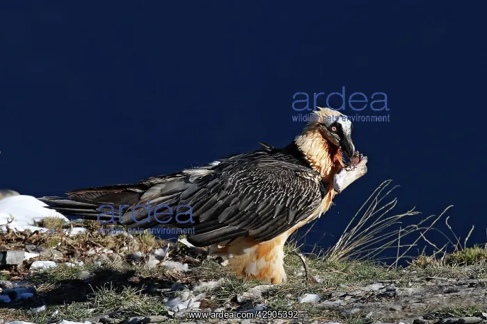 : Lammergeier / Bearded Vulture : Lammergeier / Bearded Vulture