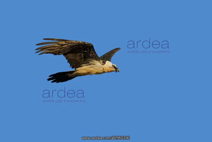 : Lammergeier / Bearded Vulture : Lammergeier / Bearded Vulture