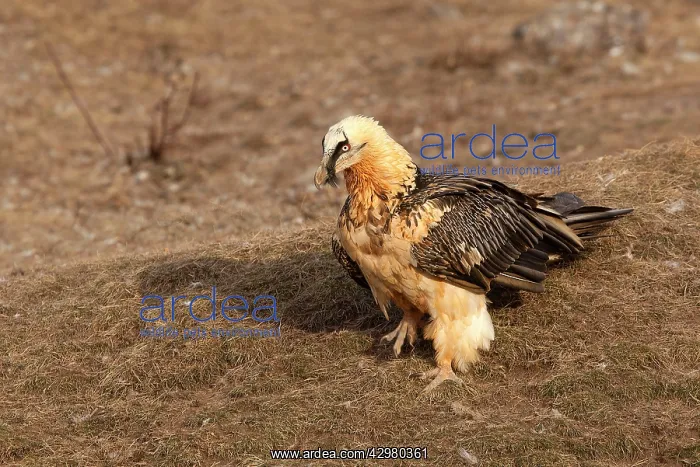 : Lammergeier / Bearded Vulture : Lammergeier / Bearded Vulture