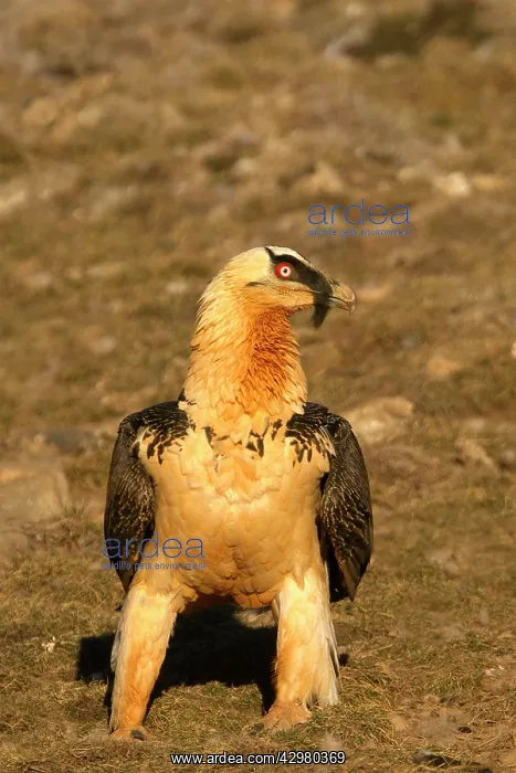: Lammergeier / Bearded Vulture : Lammergeier / Bearded Vulture