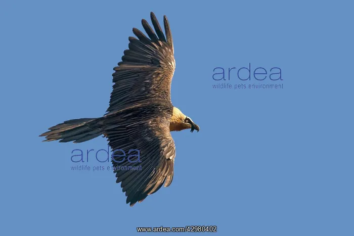 : Lammergeier / Bearded Vulture : Lammergeier / Bearded Vulture