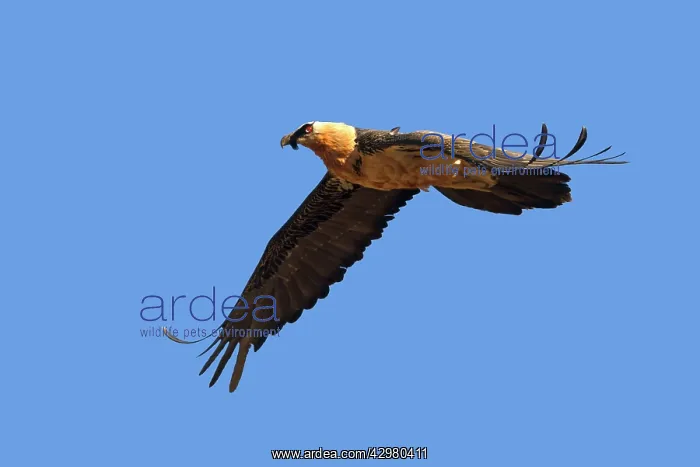 : Lammergeier / Bearded Vulture : Lammergeier / Bearded Vulture