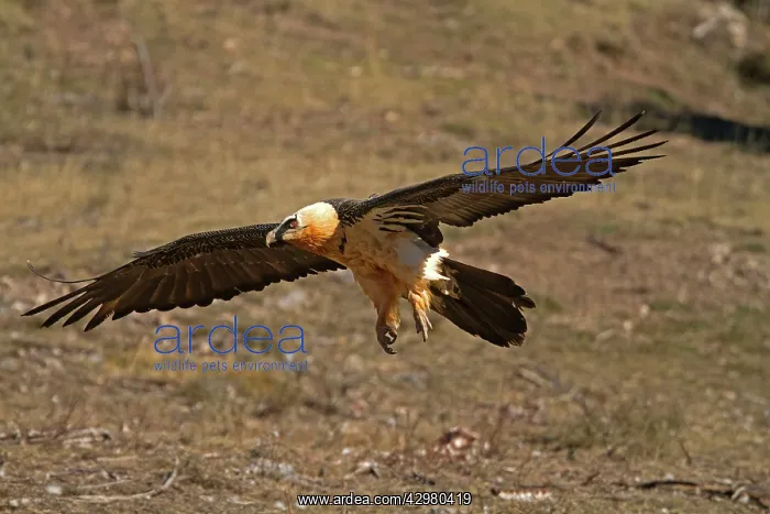 : Lammergeier / Bearded Vulture : Lammergeier / Bearded Vulture
