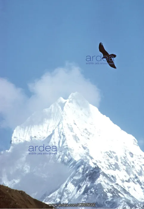  : LAMMERGEIER  /  BEARDED VULTURE