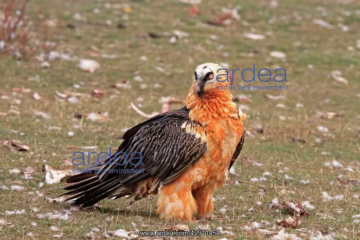 : Lammergeier / Bearded Vulture - adult : Lammergeier / Bearded Vulture - adult