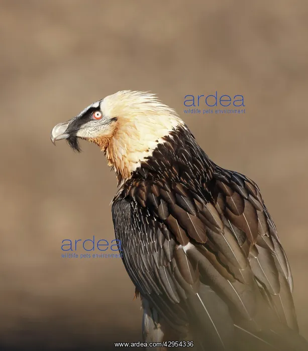 : Lammergeier / Bearded Vulture - adult : Lammergeier / Bearded Vulture - adult