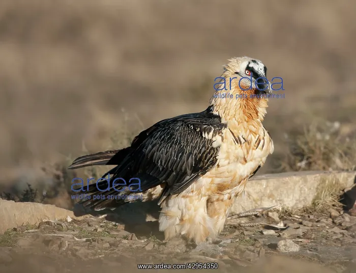 : Lammergeier / Bearded Vulture - adult : Lammergeier / Bearded Vulture - adult
