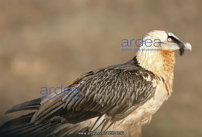 : Lammergeier / Bearded Vulture - adult : Lammergeier / Bearded Vulture - adult
