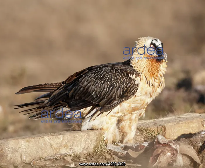 : Lammergeier / Bearded Vulture - adult with carrion : Lammergeier / Bearded Vulture - adult with carrion