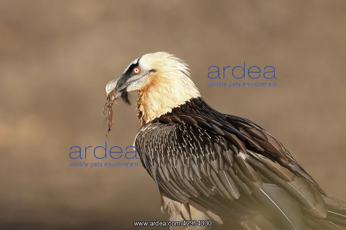 : Lammergeier / Bearded Vulture - adult with carrion : Lammergeier / Bearded Vulture - adult with carrion
