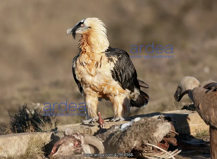 : Lammergeier / Bearded Vulture - adult with carrion : Lammergeier / Bearded Vulture - adult with carrion
