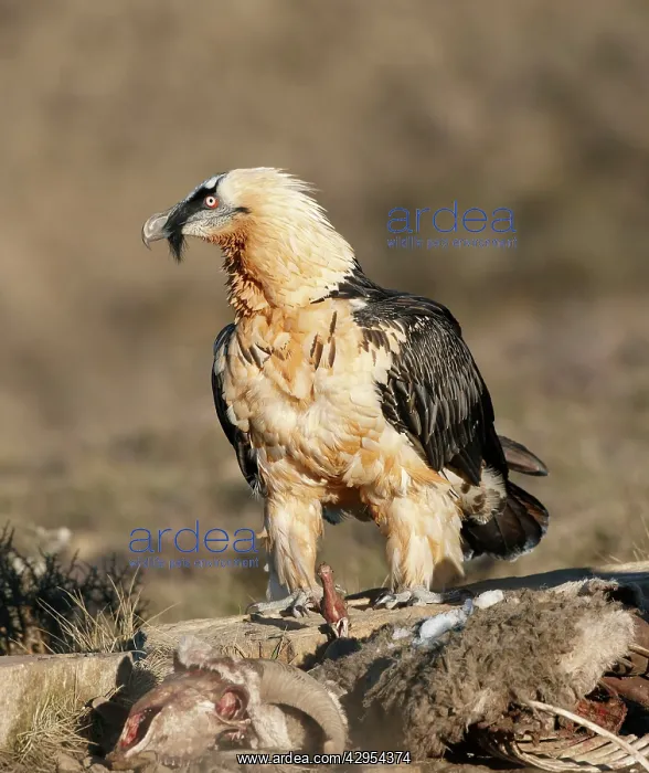 : Lammergeier / Bearded Vulture - adult with carrion : Lammergeier / Bearded Vulture - adult with carrion