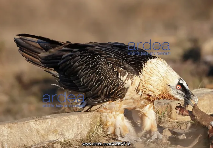 : Lammergeier / Bearded Vulture - adult feeding on carrion : Lammergeier / Bearded Vulture - adult feeding on carrion