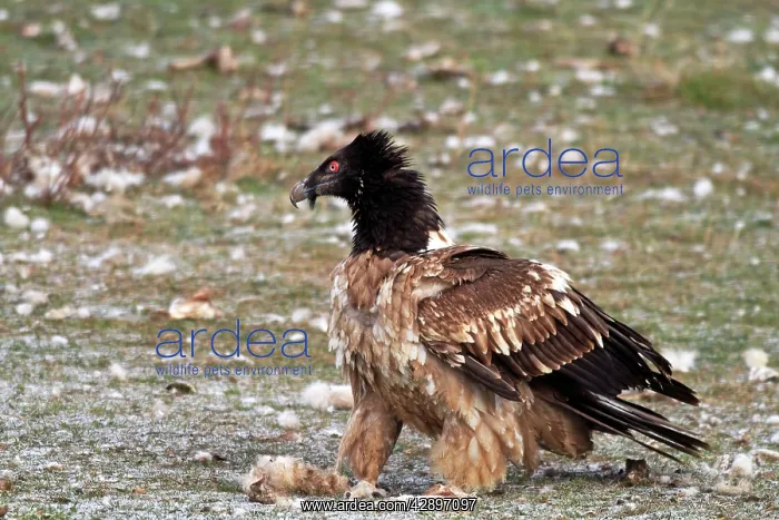 : Lammergeier / Bearded Vulture - adult at feeding station : Lammergeier / Bearded Vulture - adult at feeding station